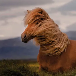 Kalendarz ścienny Avanti wieloplanszowy 300mm x 600mm (KAD-11)