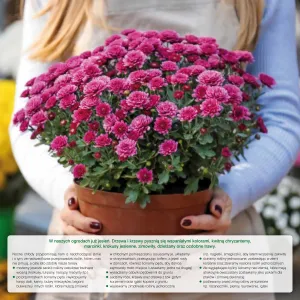 Kalendarz ścienny Avanti wieloplanszowy 300mm x 600mm (5901769620407)