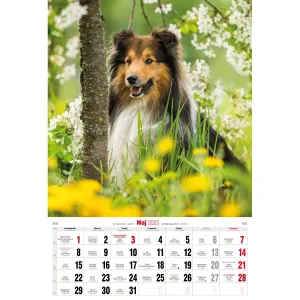 Kalendarz ścienny Avanti wieloplanszowy paskowy 285mm x 410mm (5901769621107)