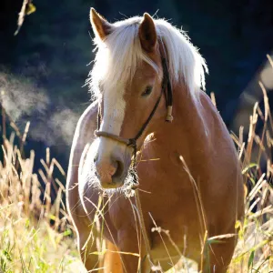 Kalendarz ścienny Avanti wieloplanszowy 300mm x 600mm (KAD-11)