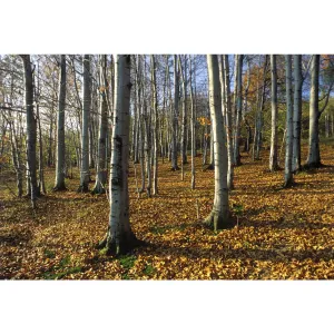 Kalendarz ścienny paskowy 140mm x 420mm Beskidy