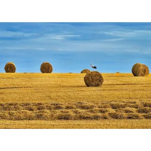 Kalendarz ścienny Piękne krajobrazy Lucrum rodzinny 2023 280mm x 200mm (WL04)