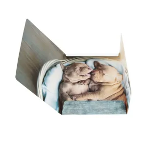 Teczka kartonowa na gumkę Pieski A4 mix Starpak (559719)