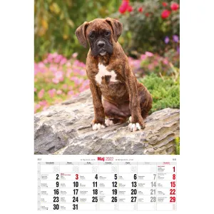 Kalendarz ścienny Avanti wieloplanszowy paskowy 285mm x 410mm (5901769621107)