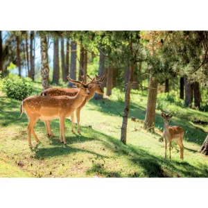 Kalendarz ścienny LEŚNI PRZYJACIELE rodzinny 2026 280mm x 400mm Lucrum (WL07)