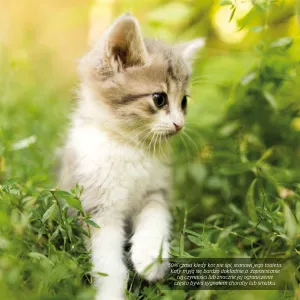 Kalendarz ścienny Avanti wieloplanszowy 300mm x 300mm (KAD-9)