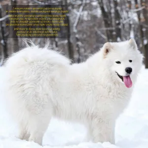 Kalendarz ścienny Avanti wieloplanszowy 300mm x 600mm (KAD-10)