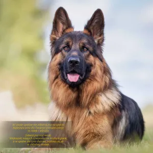 Kalendarz ścienny Avanti wieloplanszowy 300mm x 600mm (KAD-10)