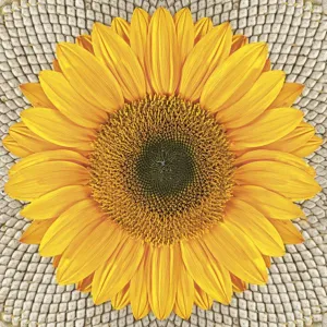 Serwetki mix bibuła [mm:] 330x330 Pol-mak (Sd)