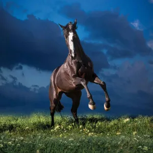 Kalendarz ścienny Avanti wieloplanszowy 300mm x 600mm (KAD-11)